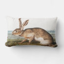 Search for lepus Rabbit