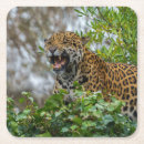 Search for onca Big cat