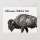 Search for yellowstone bison postcards Yellowstone national park