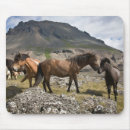 Search for icelandic horse Mountain