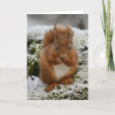 Search for red squirrel photography Wildlife