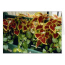 Search for coleus postcards Nature