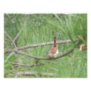 Search for backyard birds posters Nature