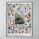 Search for vintage fish illustrations posters Retro