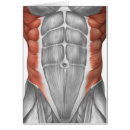 Search for abdominal Biomedical illustrations