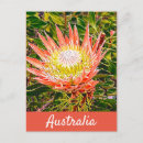 Search for australian flower postcards Travel