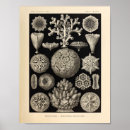 Search for haeckels posters Kunstformen der natur