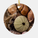 Search for shells christmas tree decorations Nature