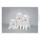 Search for samoyed puppy postcards Canine