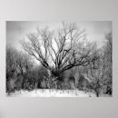 Search for ansel adams photography posters Trees