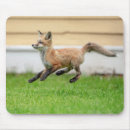 Search for kits mousepads Wildlife