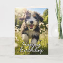 Search for bernedoodle cards Dogs