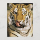 Search for tiger eyes postcards Animal