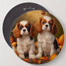 Search for cavalier king charles spaniel accessories Animal