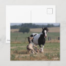 Search for gypsy vanners postcards Mare
