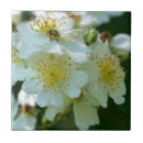 Search for wild rose tiles Wildflowers