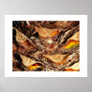 Search for tree trunks posters Tropical