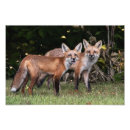Search for red pair posters Nature