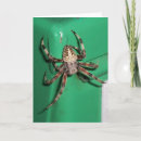 Search for spider web halloween cards Insect