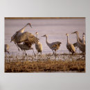 Search for grus canadensis Animal