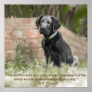 Search for labrador posters Puppy