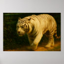 Search for white tiger art Nature photography