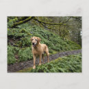 Search for footpath postcards Woods