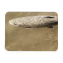 Search for speckles magnets Wildlife