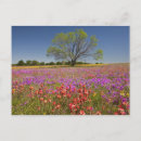 Search for spring wildflowers postcards Field