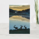 Search for bull elk cards Superstock