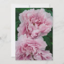 Search for peony flower cards Nature photography