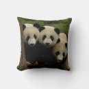Search for giant panda cushions Sichuan province
