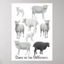 Search for black sheep posters Ewe