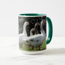 Search for gaggle Birds
