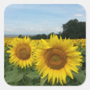 Search for sunflower fields stickers Yellow flowers