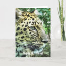 Search for leopards cards Animal