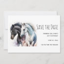 Search for stallion horse invitations Equestrian
