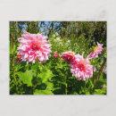 Search for otto postcards Nature
