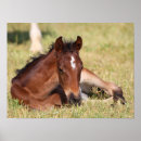 Search for warmblood posters Horse