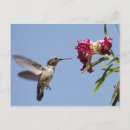 Search for desert bird postcards Arizona