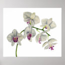 Search for white bloom art Blooming