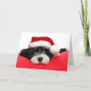 Search for havanese christmas cards Bichon