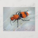 Search for ant postcards Photography
