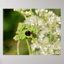 Search for spotted ladybug Black