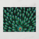 Search for black feathers postcards Bird