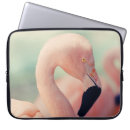 Search for flamingo photography Animals