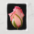 Search for rosebud postcards Floral