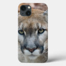 Search for lion predator electronics Wildlife