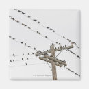 Search for perching magnets Photography