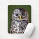 Search for barn owl electronics Wildlife